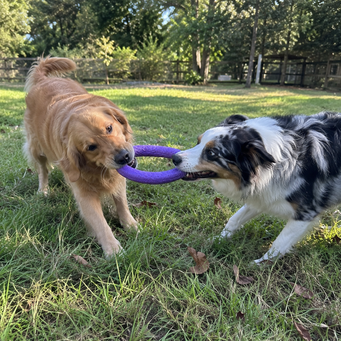 PawTavi lifestyle
