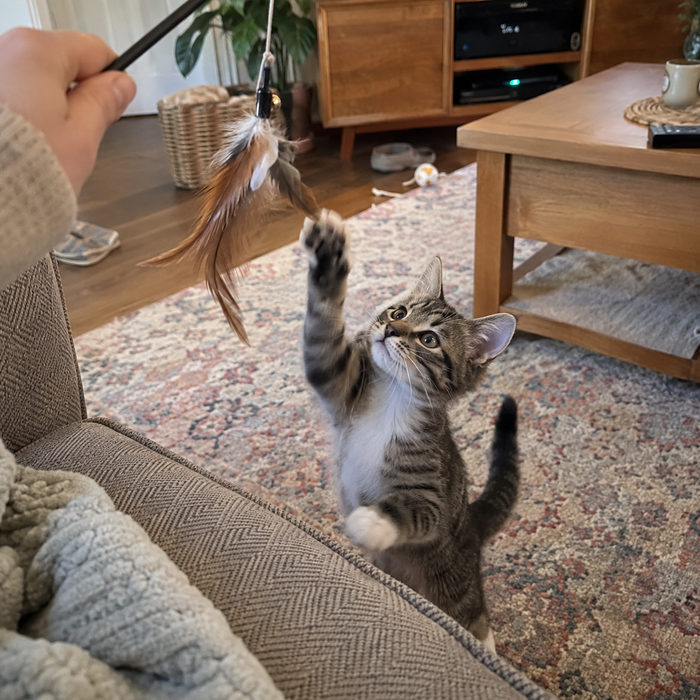 PawTavi lifestyle